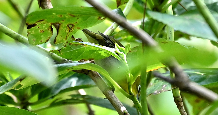 Z6ii1_109933