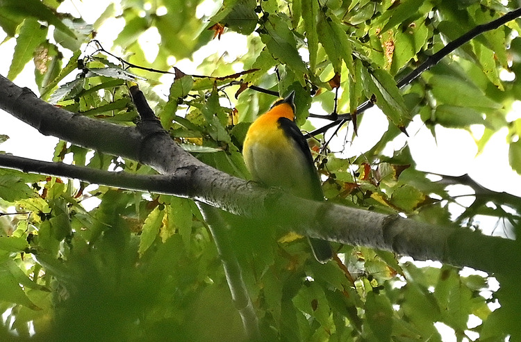 Z6ii1_129025