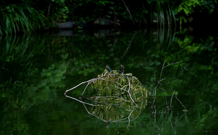 Z6ii1_108499