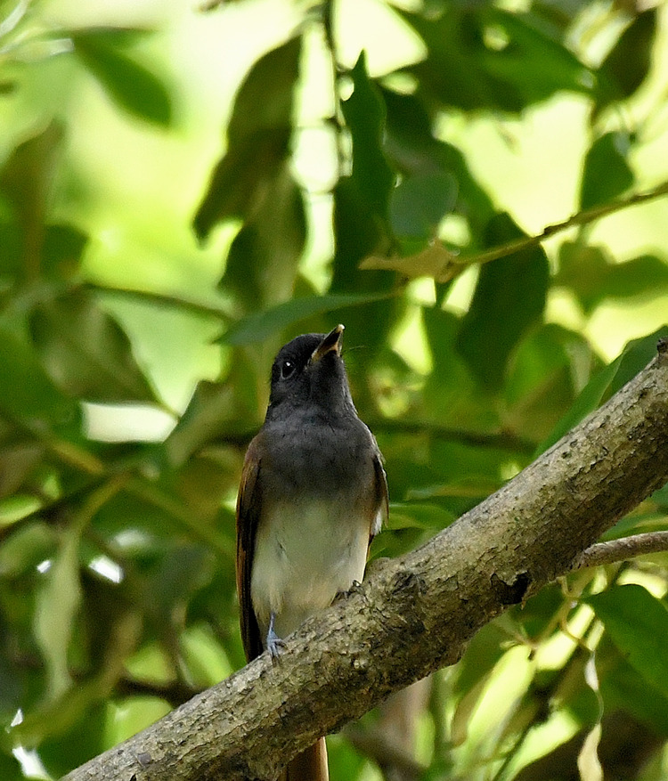 D5003_079701