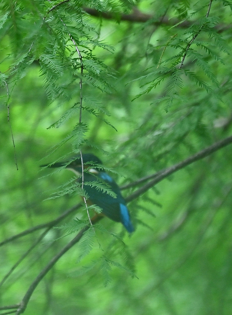 Z6ii1_099480