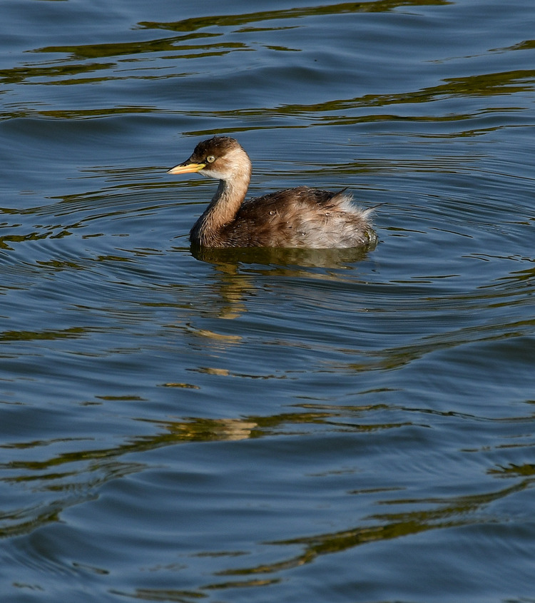 D5003_116711