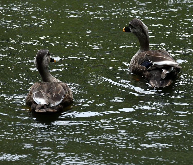 D5003_106658