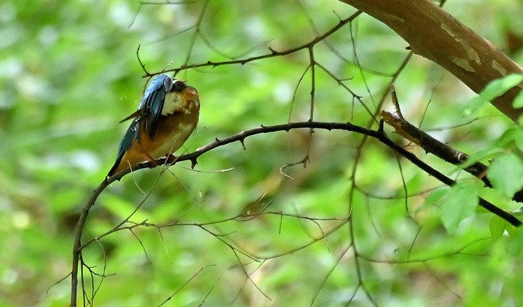 Z6ii1_100734