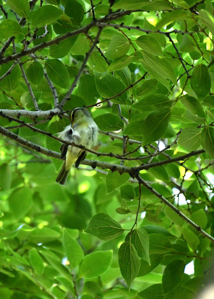 D5003_076906