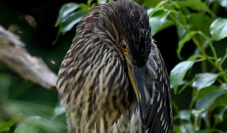Z6ii1_103858