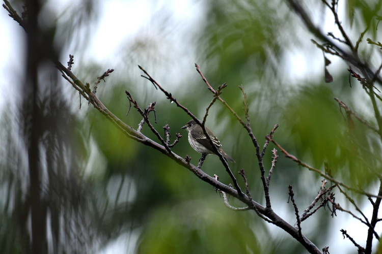 D5003_108709_00