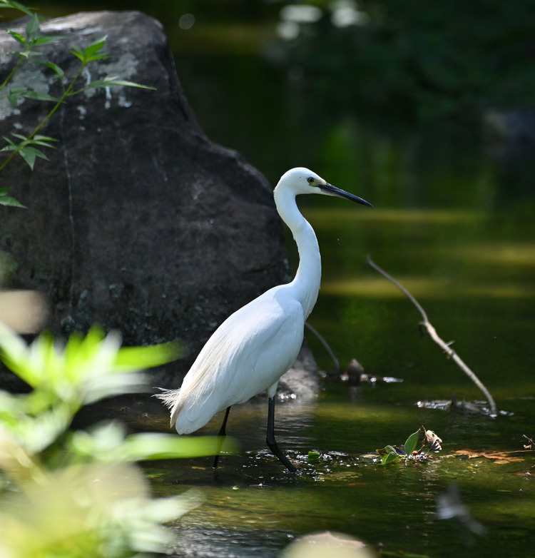 Z6ii1_098787