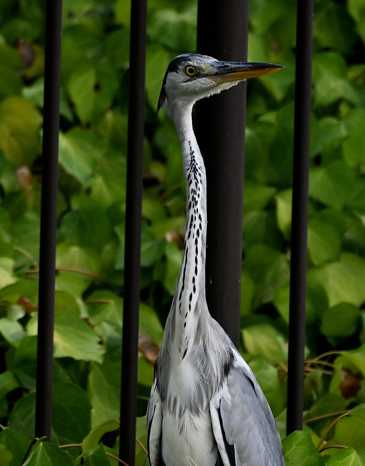 Z6ii1_103054