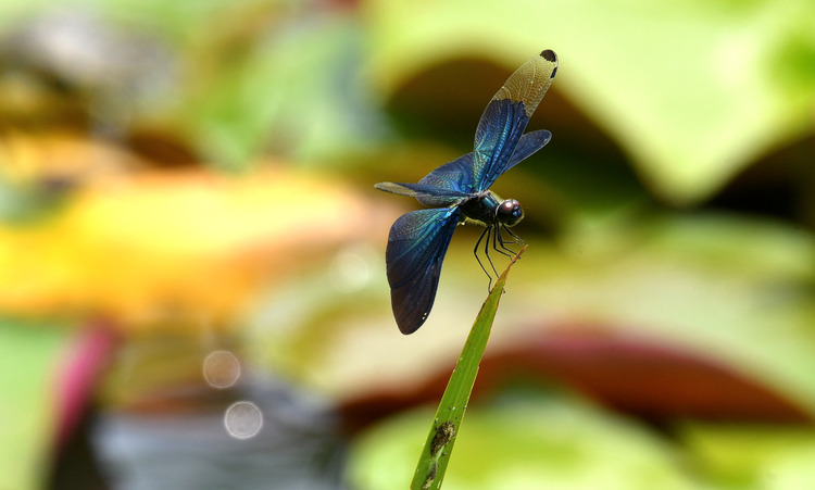 D5003_080177