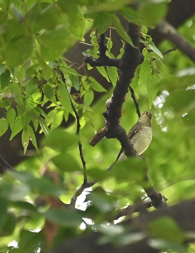 Z6ii1_130061