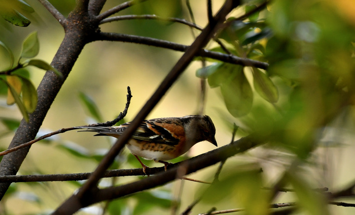 D5003_011570