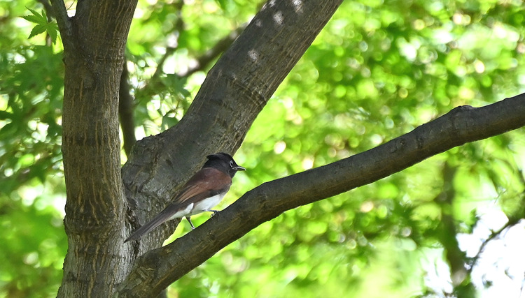 Z6ii1_105964