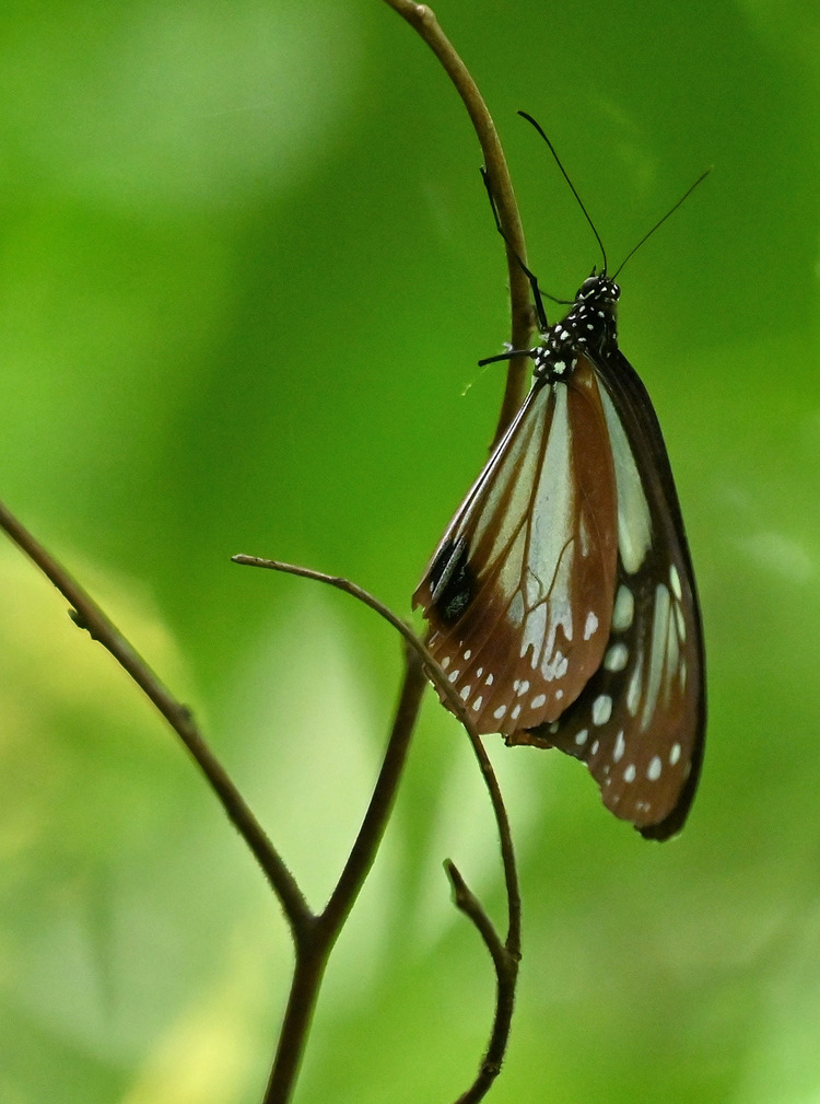 Z6ii1_103254