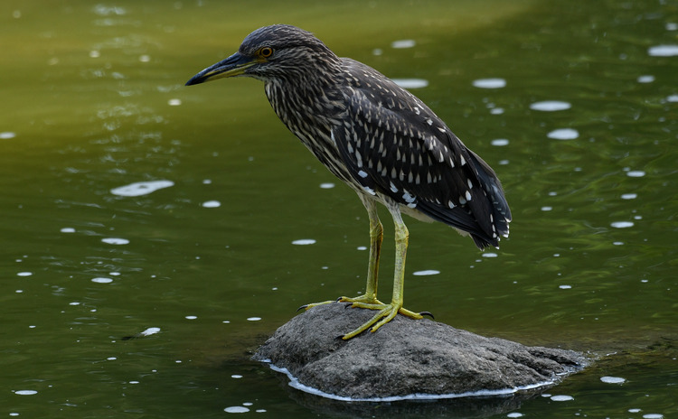 D5003_078133