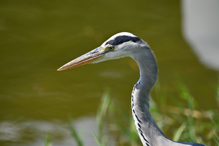 Z6ii1_099483