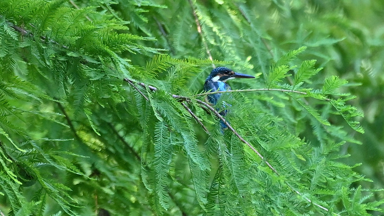 Z6ii1_102650