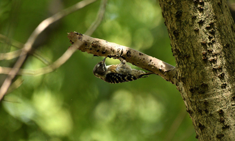 D5003_083179
