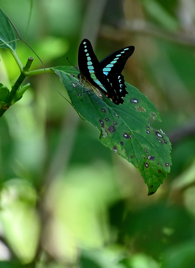 Z6ii1_105810