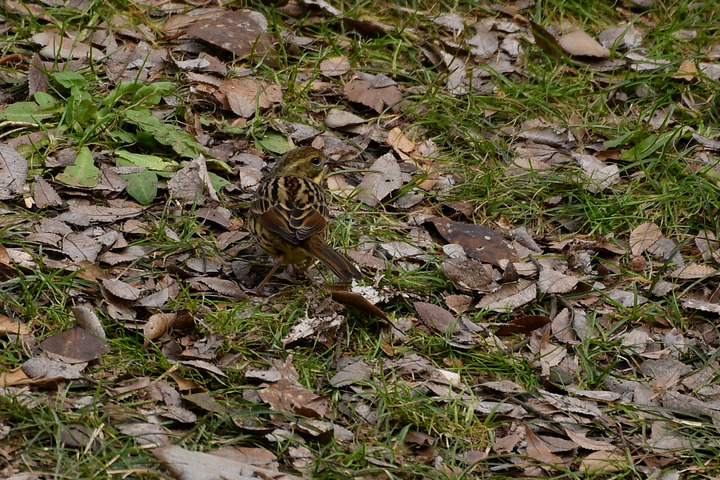 D5003_011560