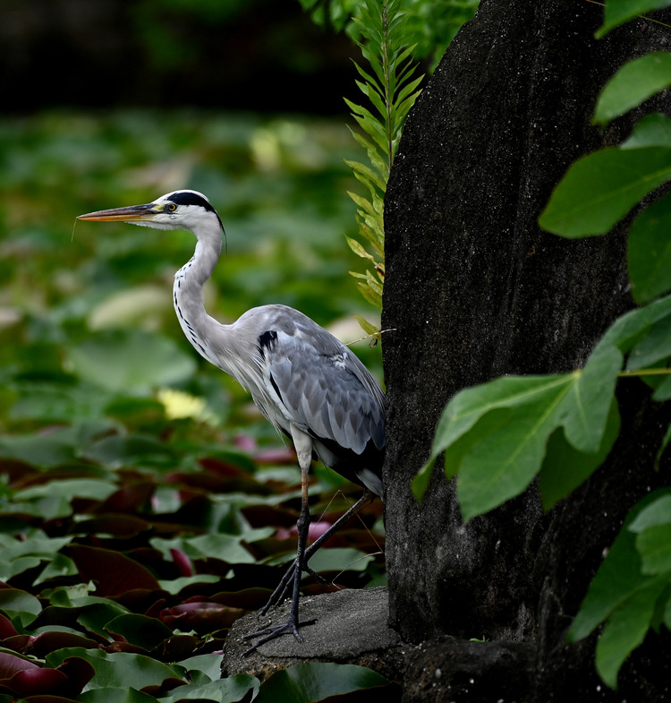 Z6ii1_103226