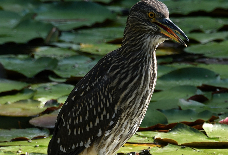D5003_078052