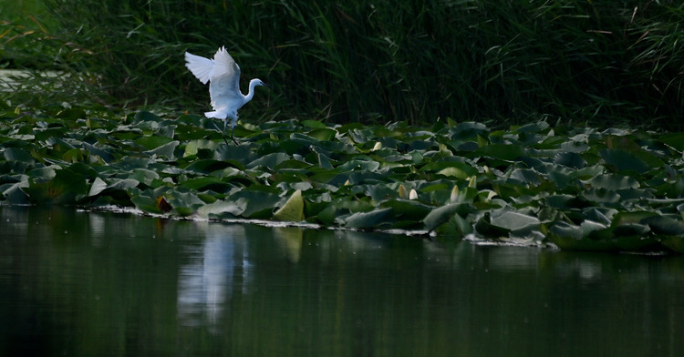 Z6ii1_107275