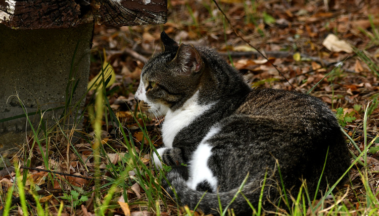 D5003_083666