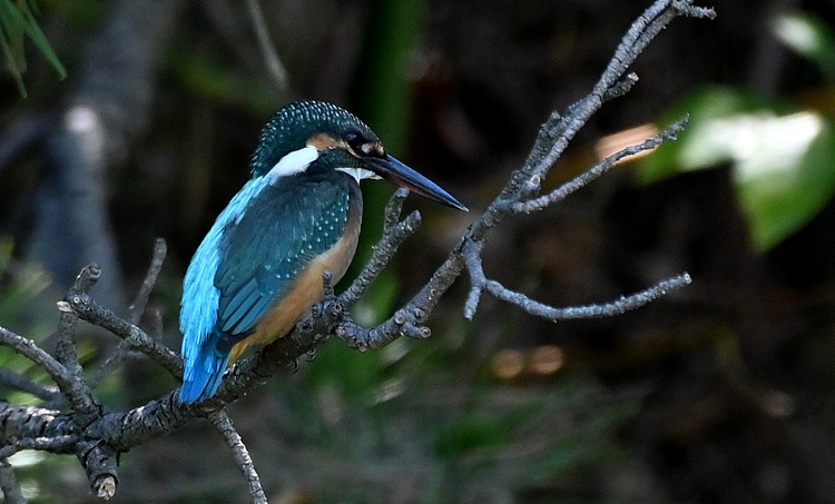 Z6ii1_099265