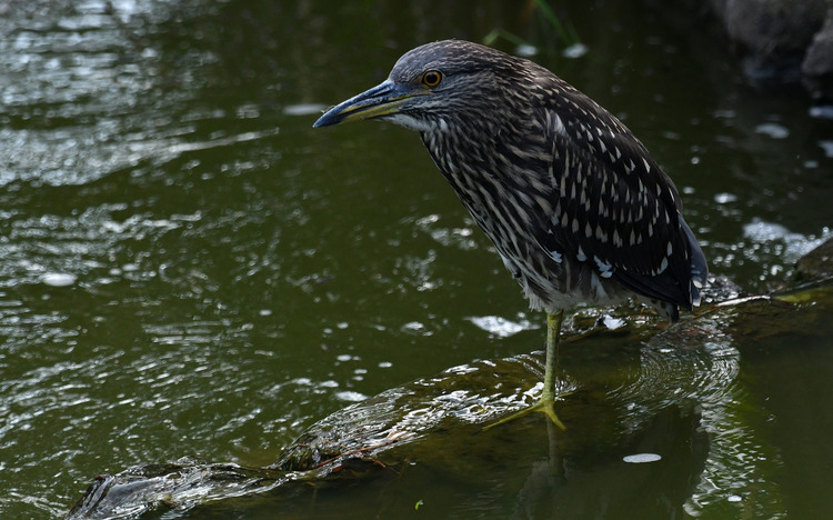 D5003_075670