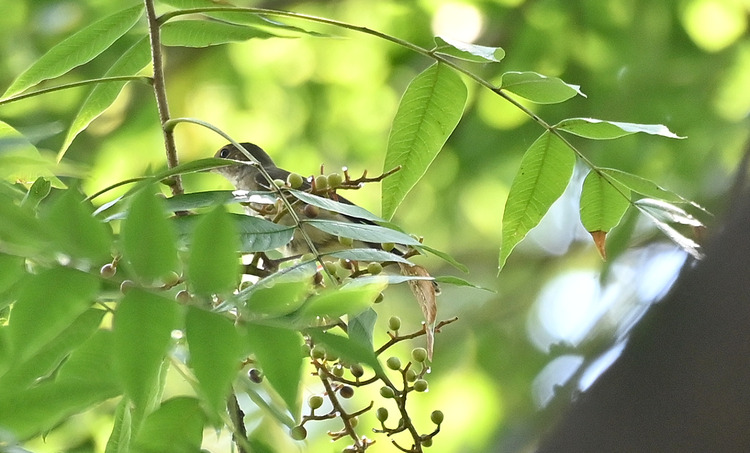 Z6ii1_127654