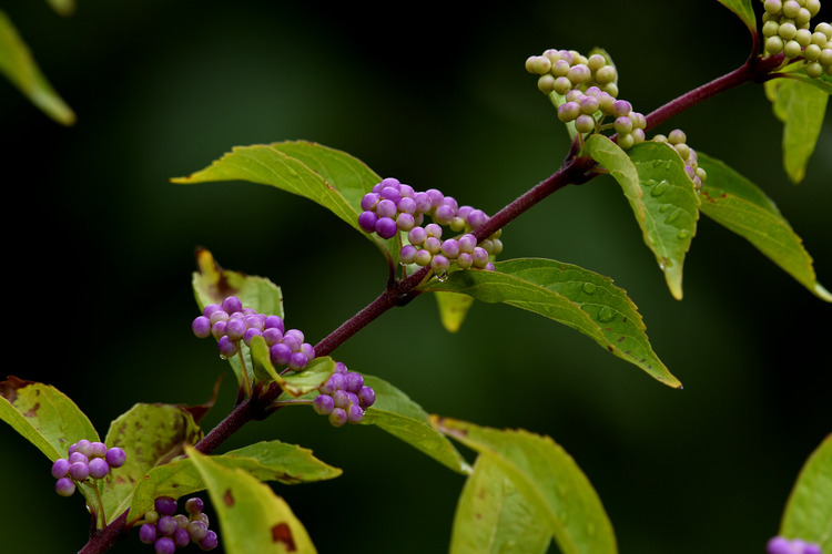 D5003_081499