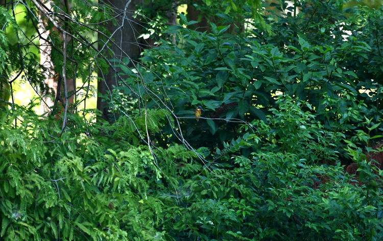 Z6ii1_102564