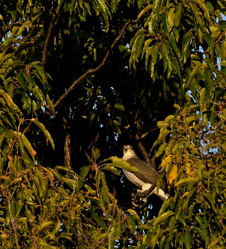 D5003_120328