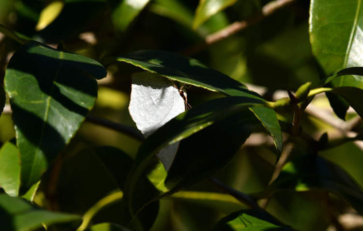 D5003_118509