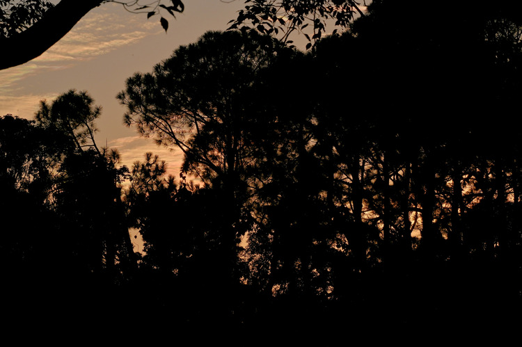 Z6ii1_129625