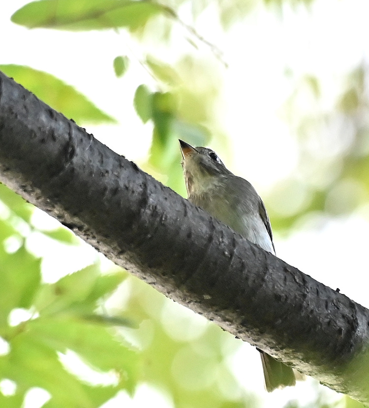 Z6ii1_108865