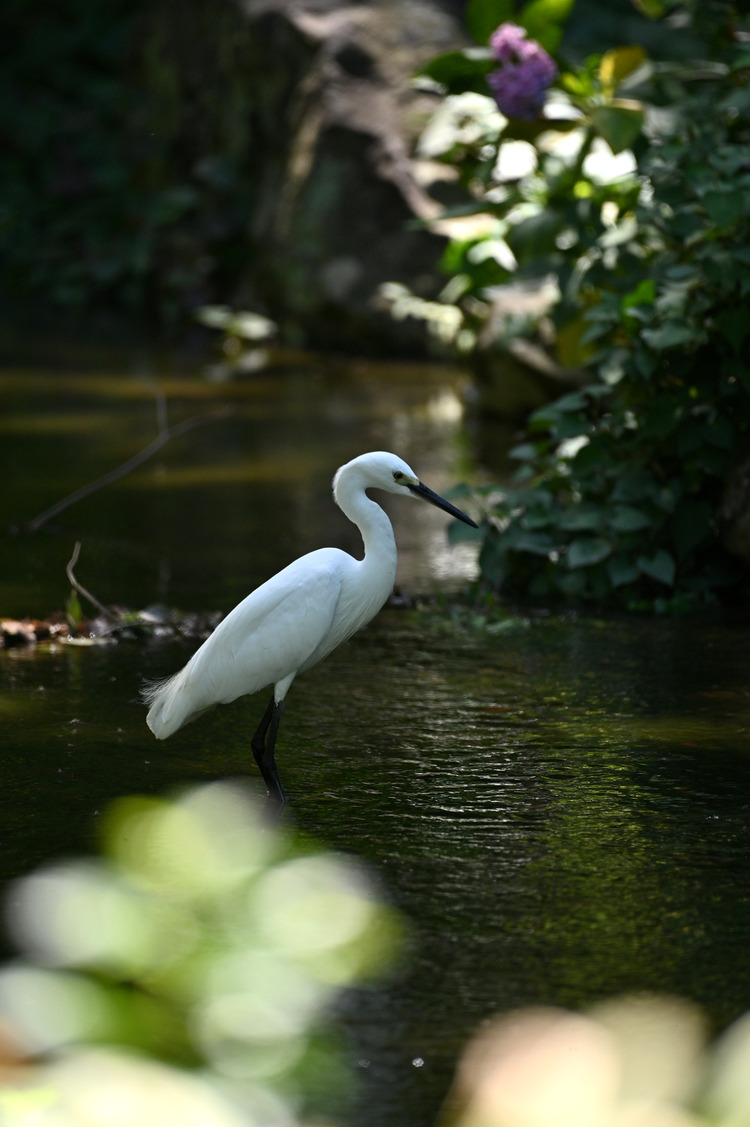 Z6ii1_098799