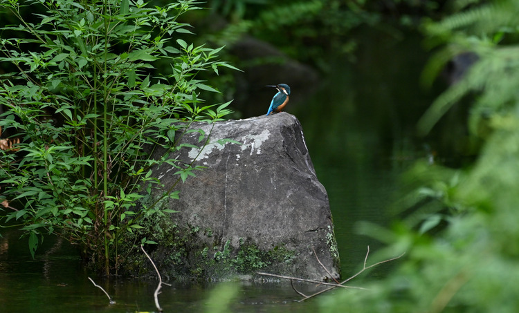 Z6ii1_099949