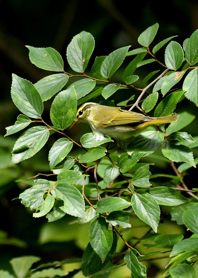 D5003_082833