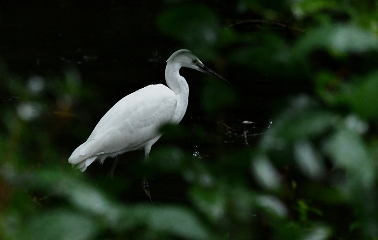 D5003_108452