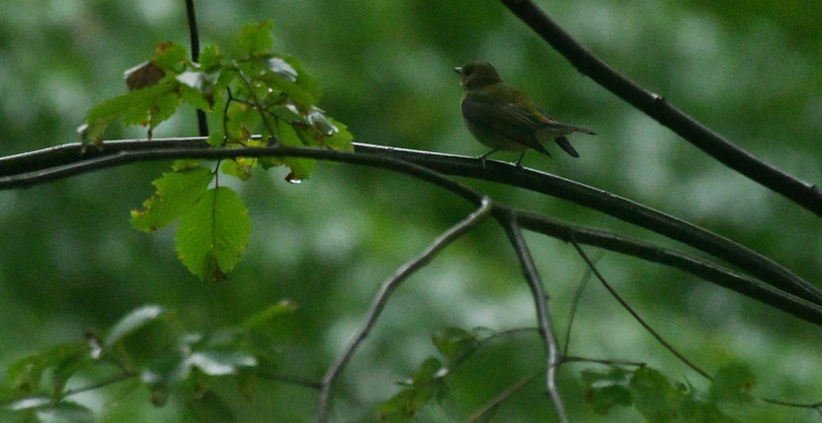 D5003_107068