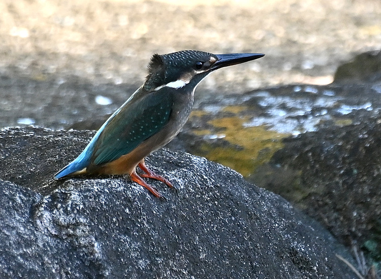 Z6ii1_110995