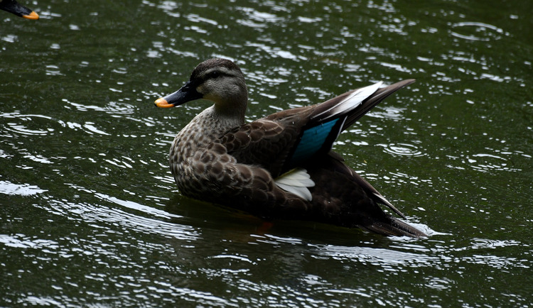 D5003_106639