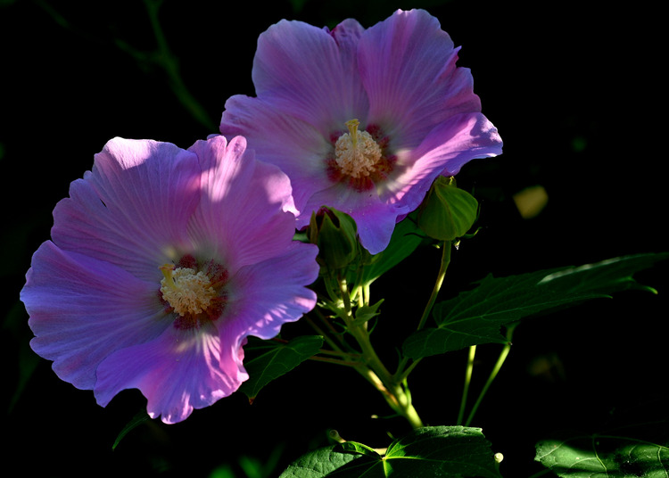 Z6ii1_127739