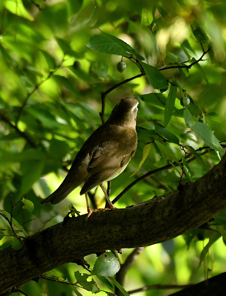 D5003_110046