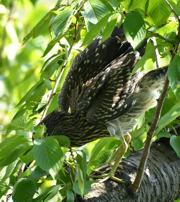 D5003_077068