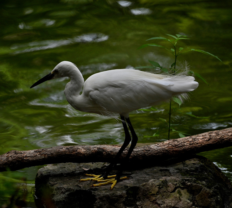 Z6ii1_109298