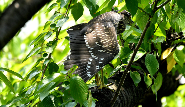 D5003_076076