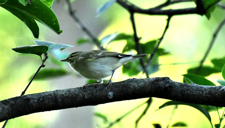 D5003_115050